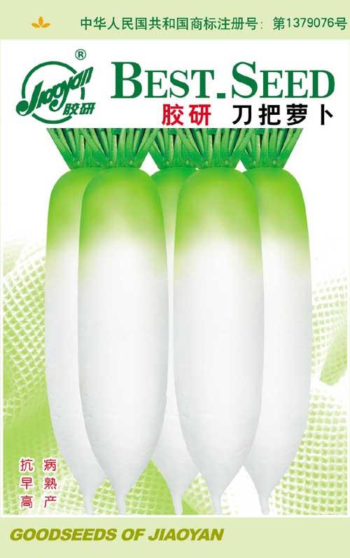  Jiaoyan Daoba Radish——Radish
